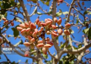 لبخند پسته بر روی لبان کشاورزان کرمان؛ تکاپو در باغ‌های طلای سبز