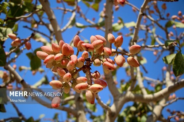 لبخند پسته بر روی لبان کشاورزان کرمان؛ تکاپو در باغ‌های طلای سبز